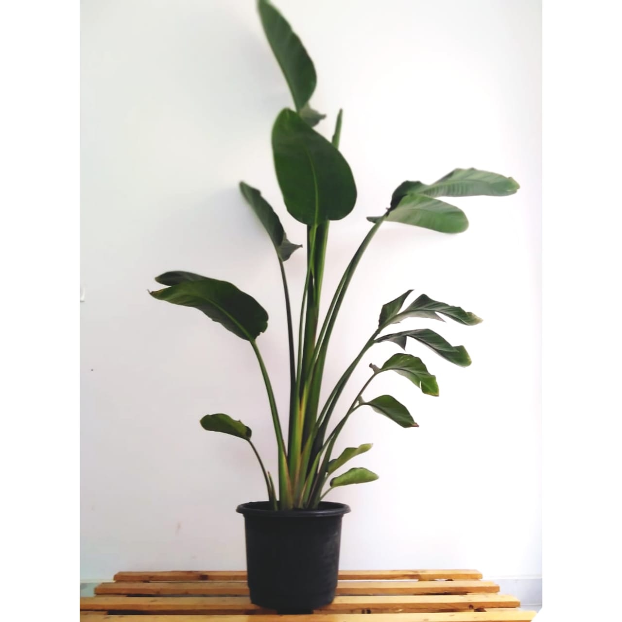 Augusta Indoor Natural Plants Efreshli